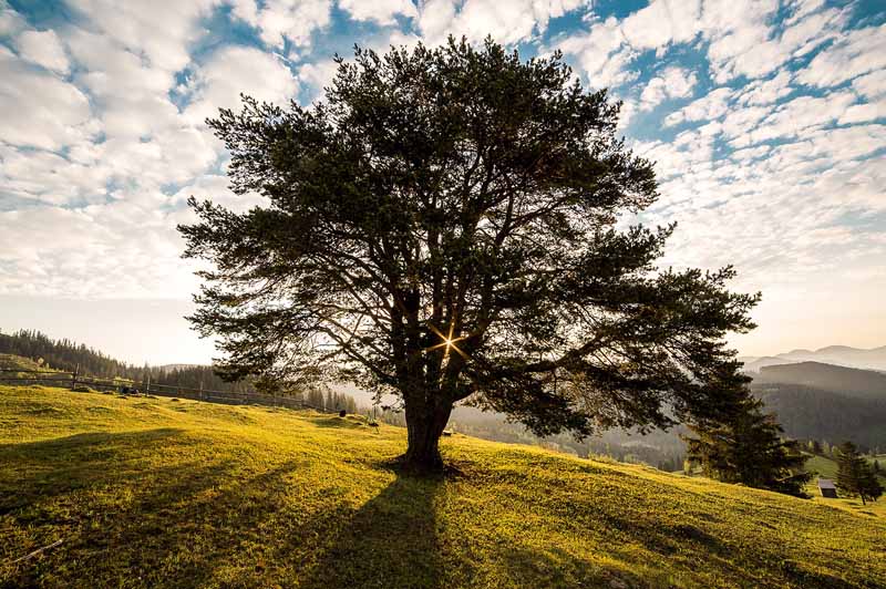 Grass under tree