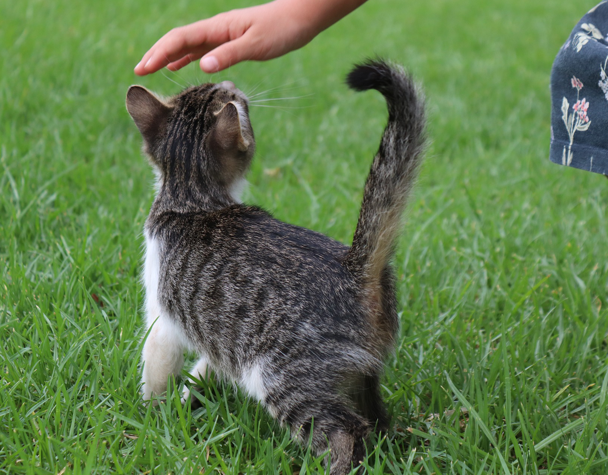 Pet and people friendly grass