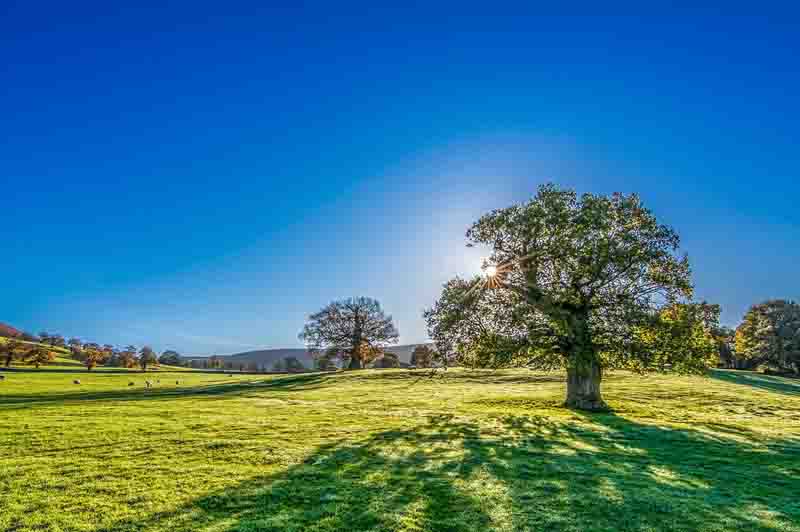 Meadow with green grass