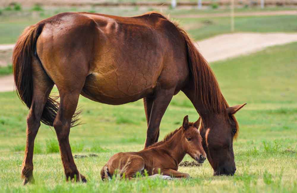 All Seasons Horse Pasture Mix