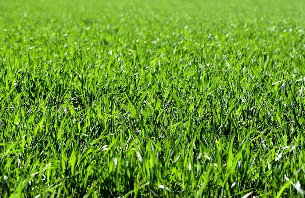 Evergreen Sun and Shade Lawn Seed