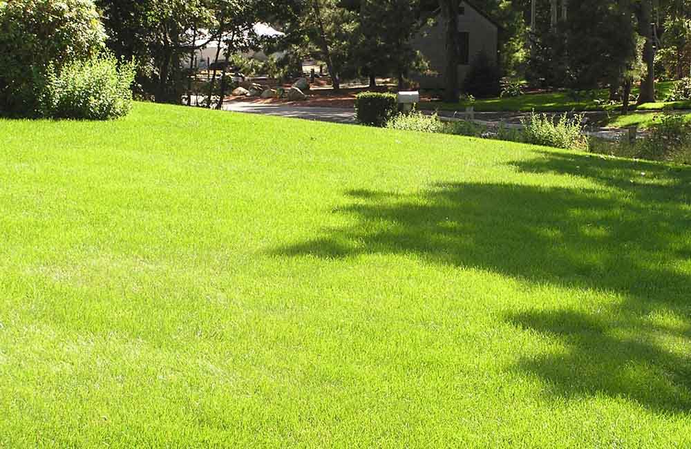 Summer Lawn Blend