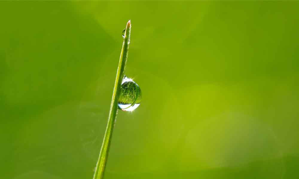 water wise grass