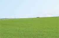 Poor Man's Lucern