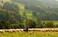 Summer Pasture Seed