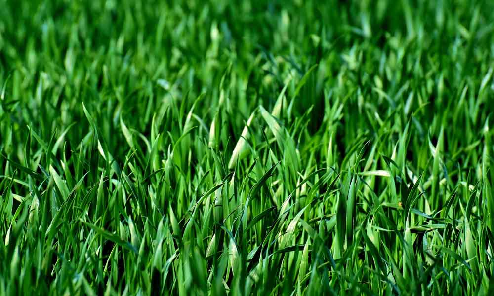 Evergreen grass