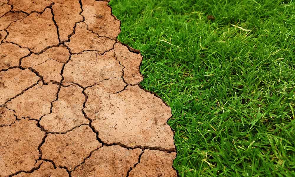 Drought Resistant Grass