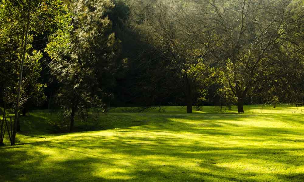 Grass that grows in sun and shade